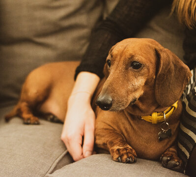 dachshund dog on the counch