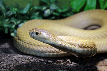 Monokelkobra / Monocled cobra / Naja kaouthia