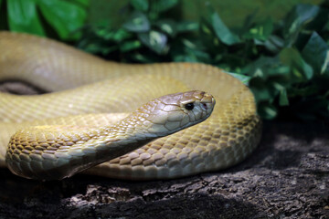 Monokelkobra / Monocled cobra / Naja kaouthia