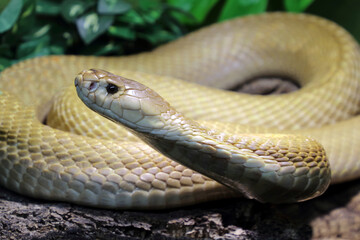 Monokelkobra / Monocled cobra / Naja kaouthia