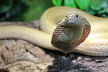 Monokelkobra / Monocled cobra / Naja kaouthia