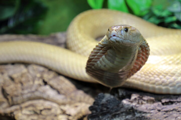 Monokelkobra / Monocled cobra / Naja kaouthia