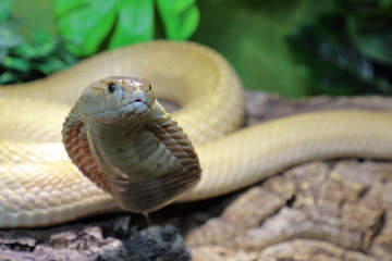 Monokelkobra / Monocled cobra / Naja kaouthia