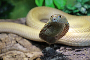 Monokelkobra / Monocled cobra / Naja kaouthia