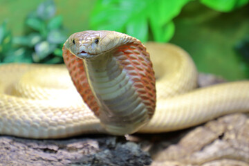 Monokelkobra / Monocled cobra / Naja kaouthia