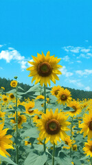 Capturing Joy: Sunflowers in a Field, Delightful Yellow and Blue Blend in a Minimalist Style