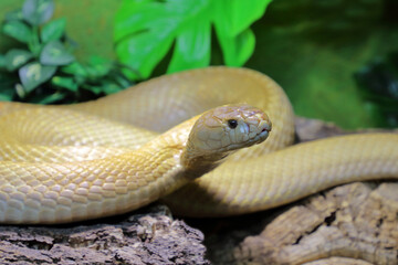 Monokelkobra / Monocled cobra / Naja kaouthia