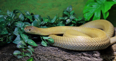 Monokelkobra / Monocled cobra / Naja kaouthia