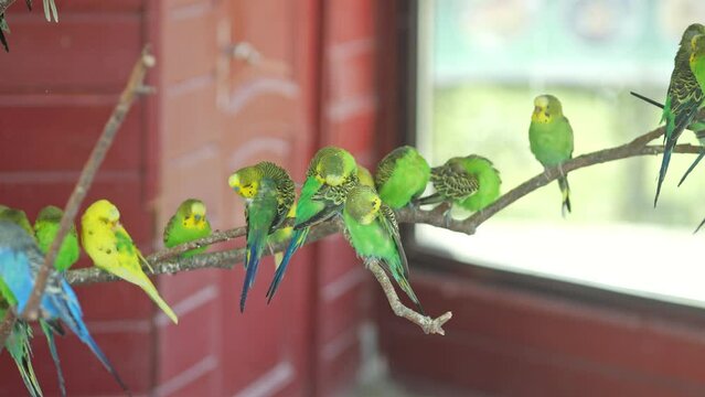Budgerigars sit on thin branch of tree on domestic bird farm. Red fence blocks place of stay of bright inseparable birds in natural park zoo