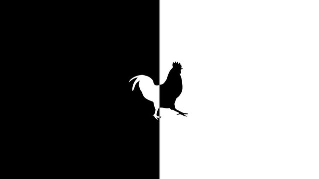 Black and white animation with a walking rooster, black and white balance (seamless loop)