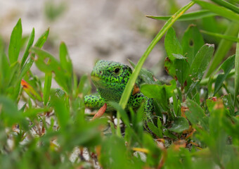 lizard on the grass