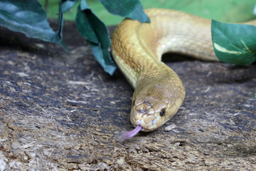 Fototapeta premium Monokelkobra / Monocled cobra / Naja kaouthia