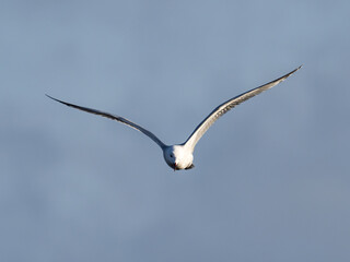 Fototapeta na wymiar Seagull in the marsh of the albufera of Valencia, Spain