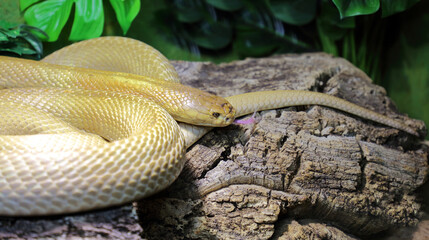 Monokelkobra / Monocled cobra / Naja kaouthia