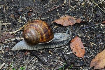 Adult roman snail, also called Burgundy snail or Escargot, latin name Helix Pomatia, creeping on ground with fallen leaves in forest after the rain, upper tentacles with eyes extended. 