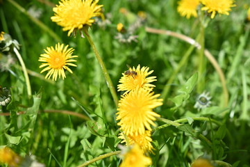 a bee on a dandelion