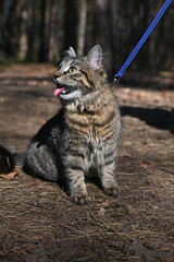 cat on a leash