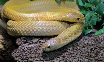 Monokelkobra / Monocled cobra / Naja kaouthia