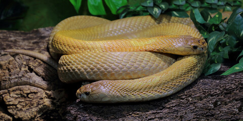 Monokelkobra / Monocled cobra / Naja kaouthia