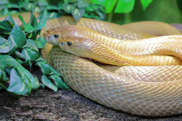 Monokelkobra / Monocled cobra / Naja kaouthia