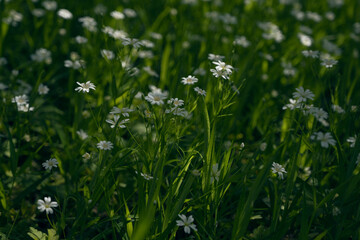 white flowers in the meadow