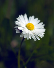 daisy in the garden close-up