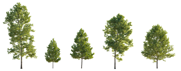Sycamore platanus trees isolated png on a transparent background premium cutout