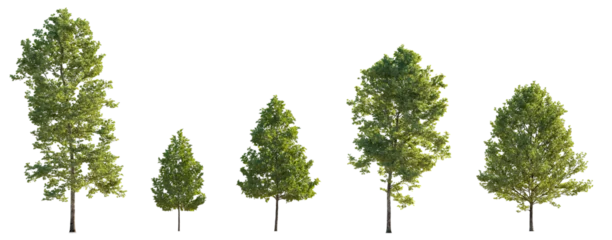 Poster Set of 5 big, medium and small trees sycamore platanus trees isolated png on a transparent background perfectly cutout © Roman