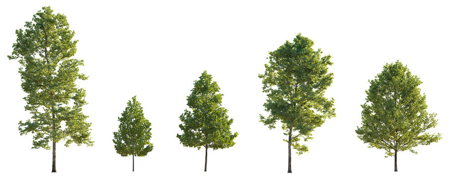 Set of 5 big, medium and small trees sycamore platanus trees isolated png on a transparent background perfectly cutout