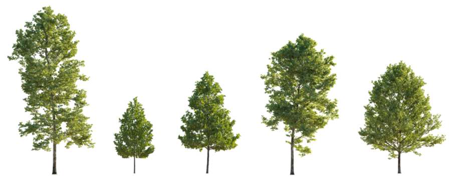 Sycamore platanus trees isolated png on a transparent background premium cutout