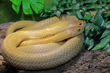 Monokelkobra / Monocled cobra / Naja kaouthia