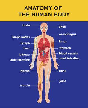 Anatomy of the human body parts