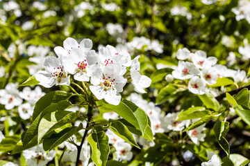 white flowers of apple tree in city park close up on sunny spring day