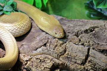 Monokelkobra / Monocled cobra / Naja kaouthia