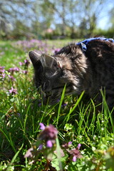 cat in the garden