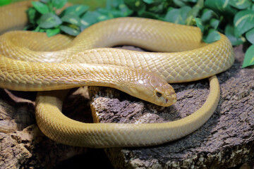 Monokelkobra / Monocled cobra / Naja kaouthia