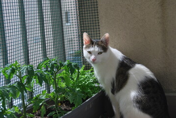 Kot i pomidory w doniczce na balkonie. - 602276952