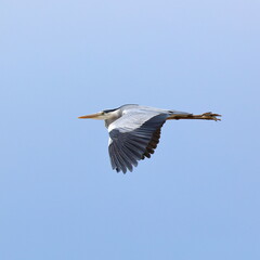 airone
