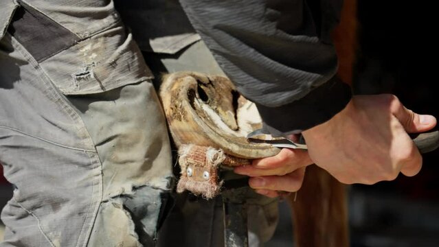 Farrier trims and shapes horse's hooves. Man cleaning horse hoof. Natural hoof trimming. Close-up in 4K, UHD