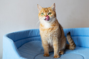 Funny cute red striped Scottish fold cat sits on the couch