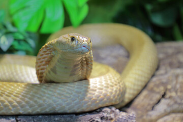 Monokelkobra / Monocled cobra / Naja kaouthia