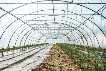 viele junge, kleine bio Tomatenpflanzen, Tomaten Setzlinge im Gewächshaus. Selektive Schärfe auf vorderen Pflanzen