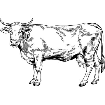 Hand drawn Cow Side View Sketch Illustration