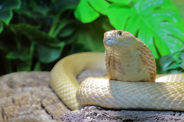 Fototapeta premium Monokelkobra / Monocled cobra / Naja kaouthia