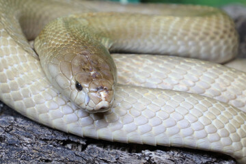 Obraz premium Monokelkobra / Monocled cobra / Naja kaouthia