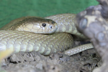 Monokelkobra / Monocled cobra / Naja kaouthia