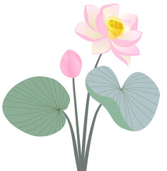 Pink lotus flower vector for card design 