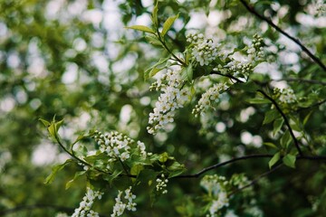 blossoming apple tree