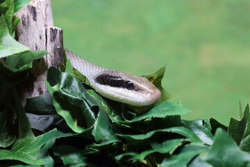 Schönnatter / Beauty rat snake / Orthriophis taeniurus callicyanous or Elaphe taeniura callicyanous