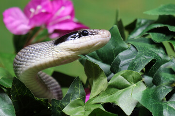 Schönnatter / Beauty rat snake / Orthriophis taeniurus callicyanous or Elaphe taeniura callicyanous